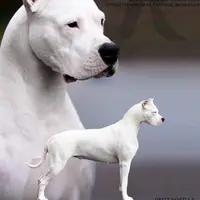 dogo.argentino38