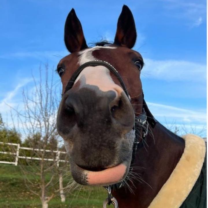 ★ Equestrian Audios ★ - hostage