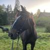 ea_equestrian