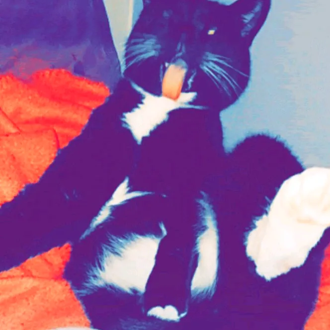mewithmy3cats