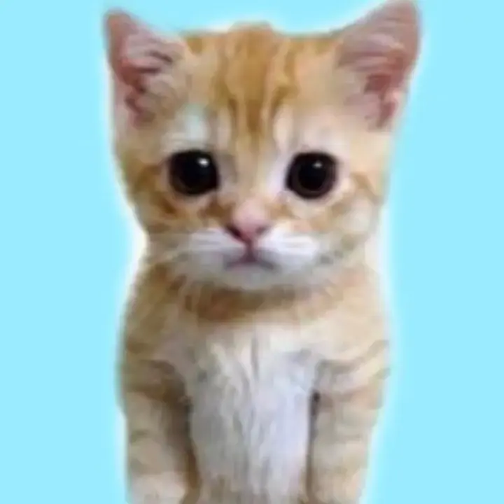 elgato_oficall