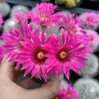 tnncactus4