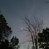 diana___125