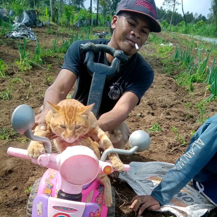 akbar - suara asli