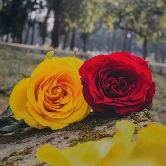 𝐒𝐚𝐢𝐟 𝐮𝐥𝐥𝐚𝐡 𝐬𝐚𝐟𝐢 - suara asli