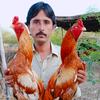 malikshabran333