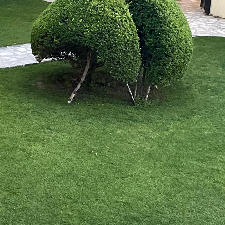 original sound - _tree_forest_ - Tree - Tiktok videos with song