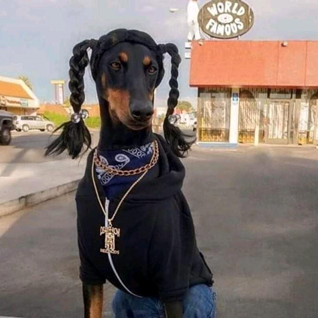 van.libra