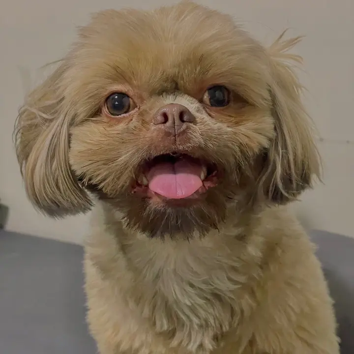 Steaky🐾 - suara asli